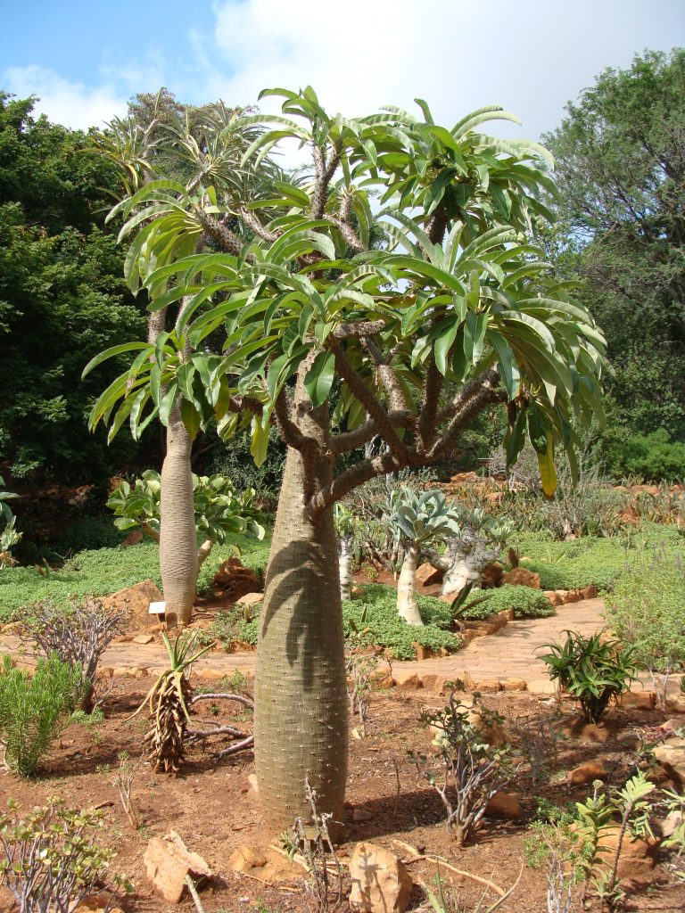 Ogród botaniczny